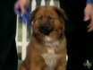 Our Second Annual Mutt Show Best in Show