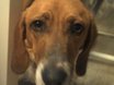ViewTube: Behind the Scenes of Our Mutt Show